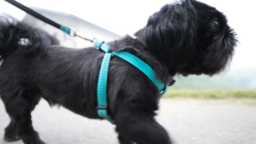 shih tzu leash