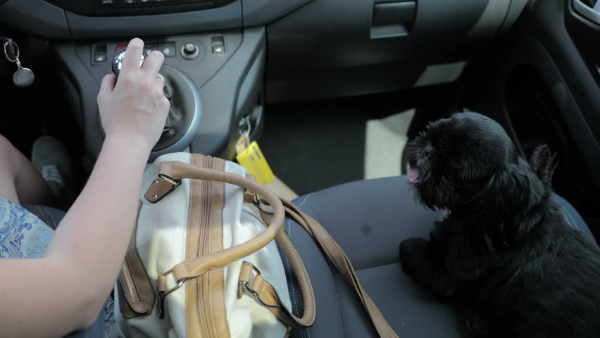 Cute Black Dog Driving On Stock Footage Video (100% Royalty-free