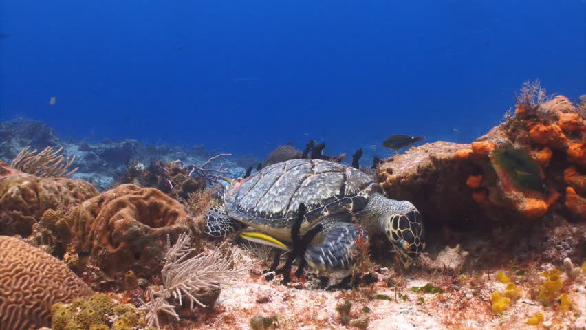Hawksbill sea turtle feeding school of fish swimming over