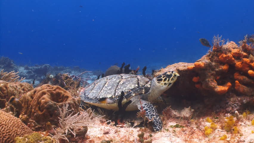 Hawksbill sea turtle feeding on coral reef