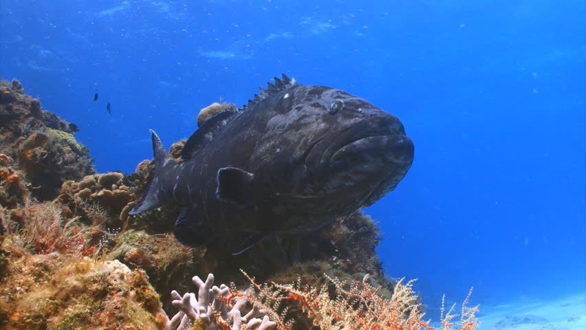 Big black grouper fish over a coral reef Cozumel, Mexico