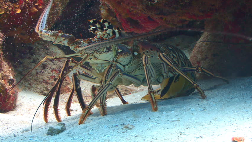 Spiny lobster underwater under a coral reef ledge