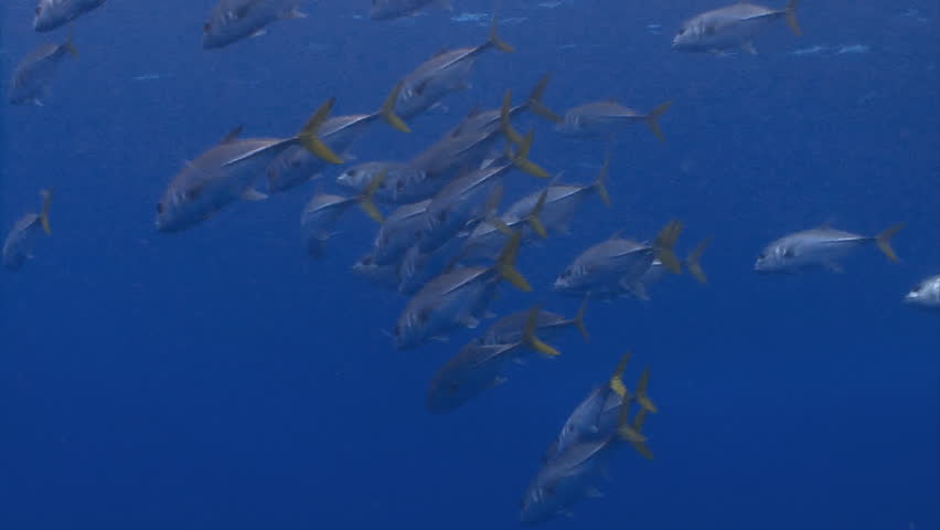 School of horse-eye jack fish swimming in open ocean Caribbean