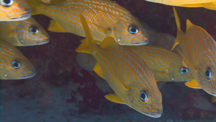 School of french grunt yellow fish under coral reef ledge