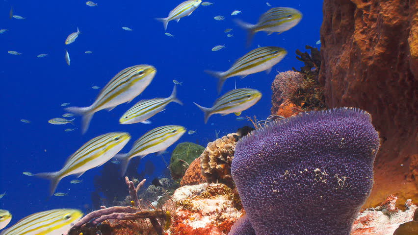 School of striped grunt fish swimming around a colorful coral reef