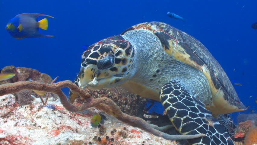Hawksbill sea turtle feeding for a coral reef wall