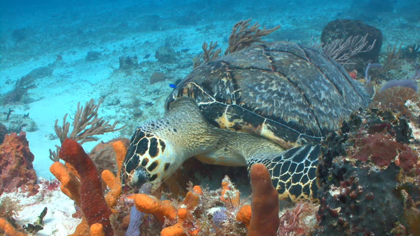 Hawksbill sea turtle feeding for a coral reef