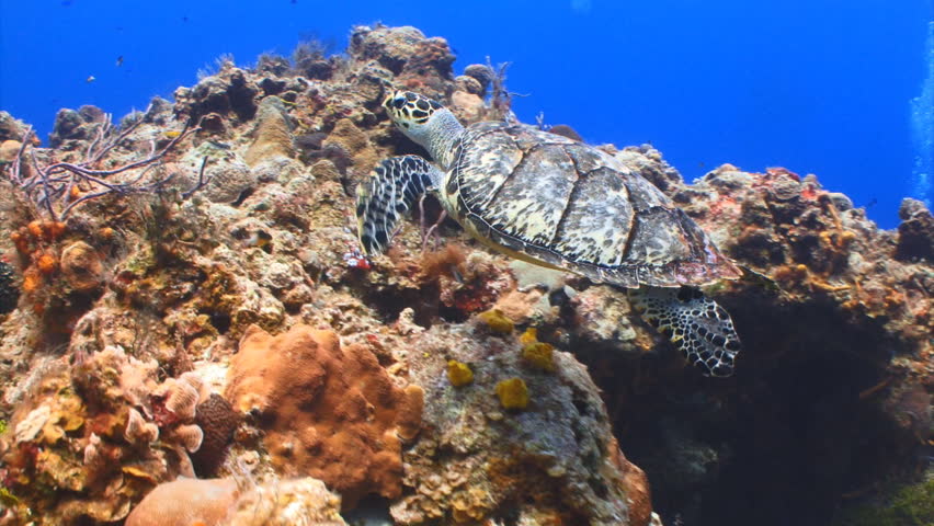 Hawksbill sea turtle swimming over a coral reef