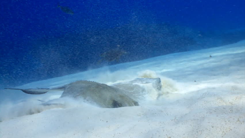 Southern stingray feeding from sand bottom underwater