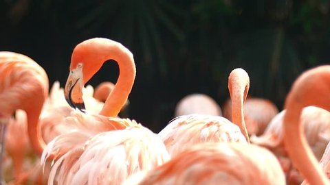 4K. Red flamingo