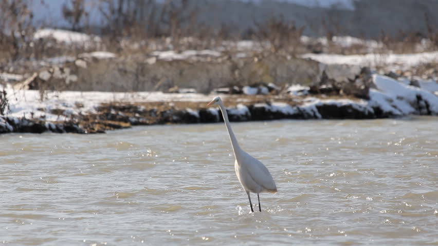Egret fishing. Egret on the river, caught and ate small fish.