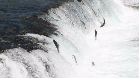 sockeye salmon leaping into the air to try and get over the waterfalls at Brooks Falls in Katmai National Park, Alaska