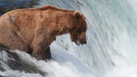 Alaskan brown bear fishing for salmon at Brooks Falls in Katmai National Park, Alaska