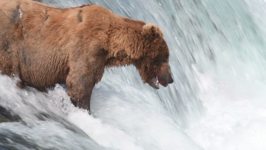 Alaskan brown bear fishing for salmon at Brooks Falls in Katmai National Park, Alaska