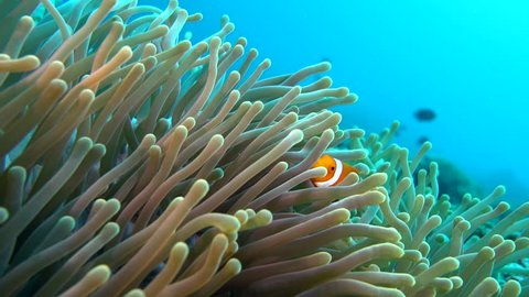False clown anemonefish or nemo (Amphiprion ocellaris) in its anemone