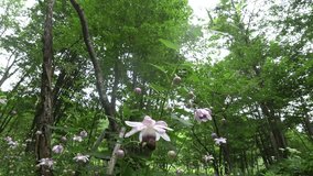 Forest of fairy-Anemonopsis macrophylla and bees _2
/ August 20, 2016 shooting in Hokkaido, Japan /
Bees of the video that flock to the pretty flower referred to as the Fairy of the Forest
