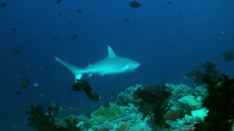 Shark swims at the edge of the reef in search of food in lagoon ocean. Amazing, beautiful underwater marine life world of sea creatures in Maldives. Scuba diving and tourism.