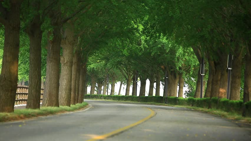 Empty Street Shaded by Trees 