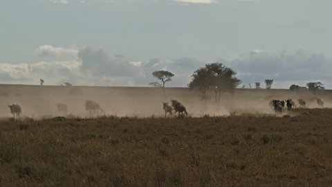 Wildebeest migration on the move