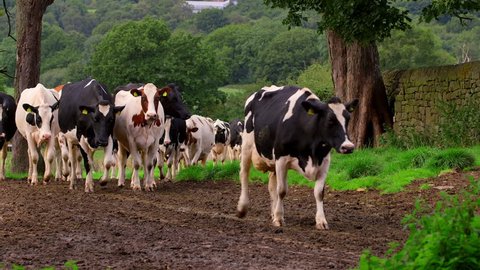 Holstein Friesian Cows Walking To Milking Shed; Biddulph Hall Farm Biddulph Staffordshire