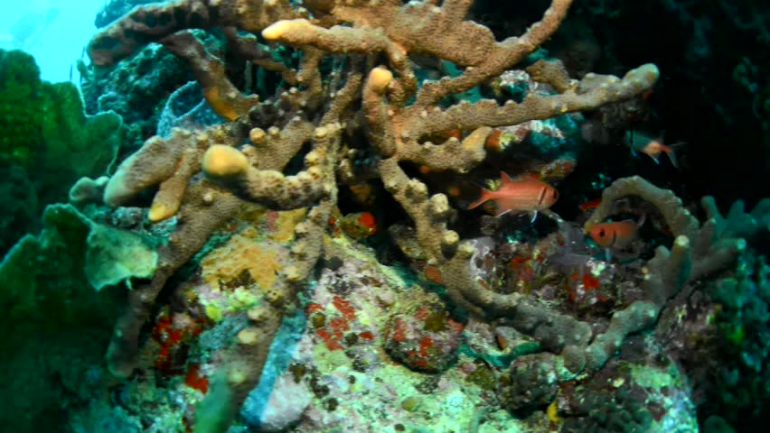 Black bar soldier fish and drum fish swimming on the reef