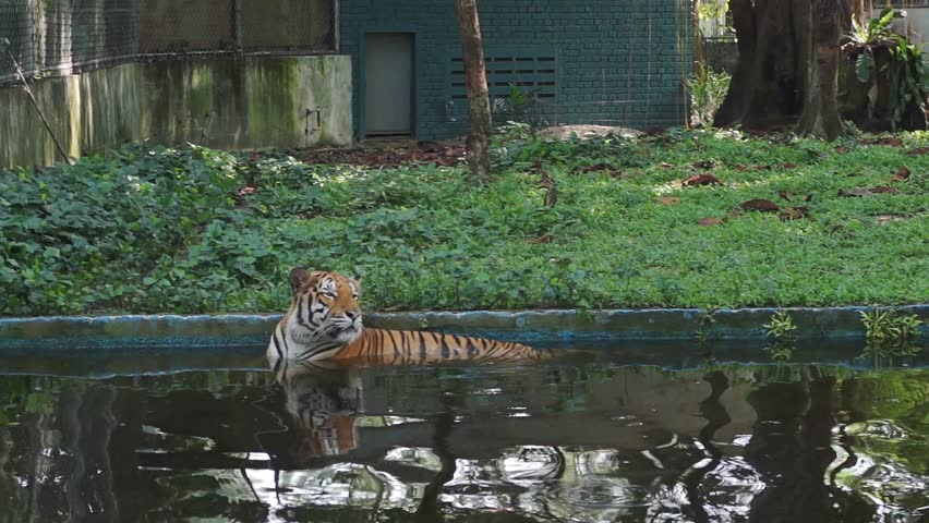 Tiger sitting in the water pond during hot day 
