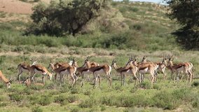 Herd of springbok antelopes (Antidorcas marsupialis) in natural habitat, Kalahari, South Africa