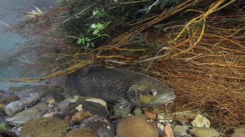 Sea trout (Salmo trutta) hiding under brink in creek after spawning
