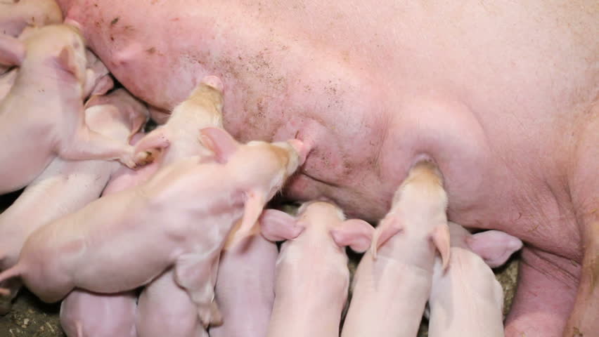 Hungry Little Pigs Are Sucking Stock Footage Photo