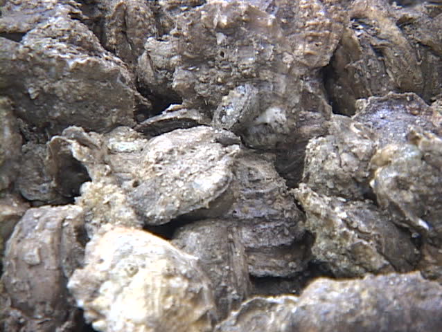 Oyster shuckers work in a factory along the east coast of the United States.