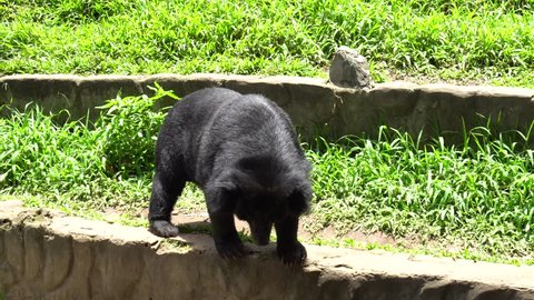 Black Bear in the zoo