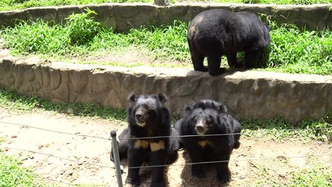Black Bear in the zoo