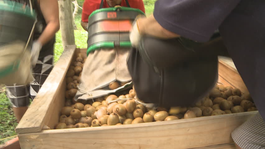 Harvested kiwifruit being placed in a bin in the orchard