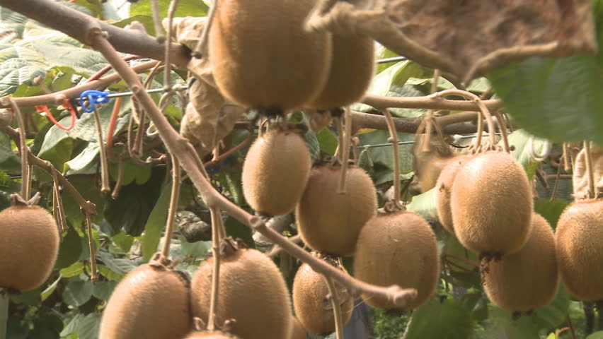 Kiwifruit being plucked from the vine
