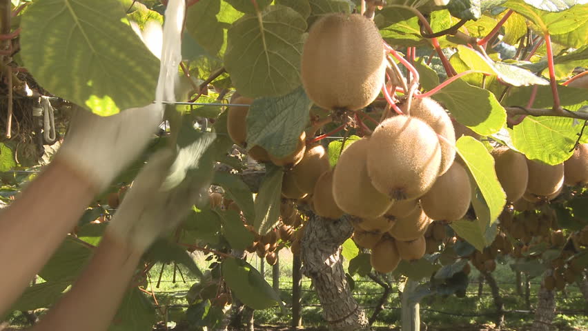 Closeup of kiwifruit being harvested on a New Zealand orchard