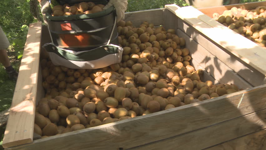 Harvested kiwifruit being placed in a bin