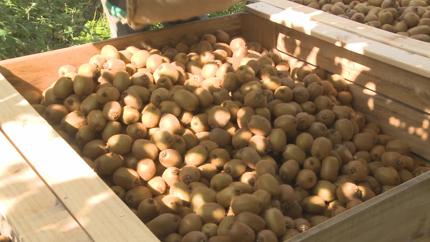 Harvested kiwifruit being transferred from a picking bag to a field bin
