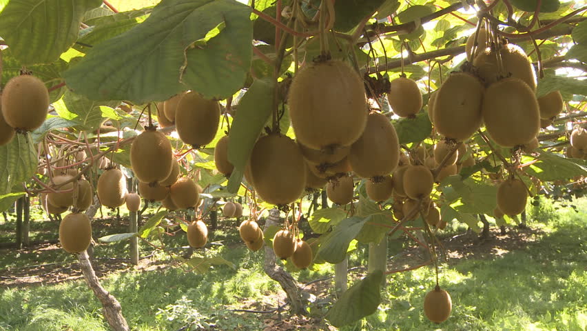 Kiwifruit on the vine as it is about to be harvested