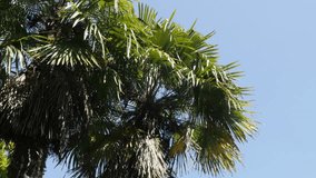 Green tropical Arecaceae Palmae plant branches against blue sky3840X2160 UltraHD video -   Palm tree long leaves and crown on the wind close-up 4K 2160p 30fps UHD footage