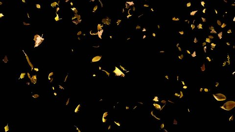 Falling autumn yellow leaves from top in slow motion, closeup wide view, looped animation, isolated on alpha channel with black white matte, perfect for digital composition, film video mapping