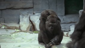 Gorilla's family is eating greens. 
 - Powered by Shutterstock - Get 15% off with code: PIKWIZARD15