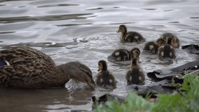 Slow motion of duck family, feeding on shallow water. Little ducklings and mother in natural scene of wildlife in full HD 1920x1080 clip. Charm of cute and cuddly birds.
