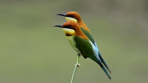 Beautiful birds Chestnut headed Bee eater perched on branch.