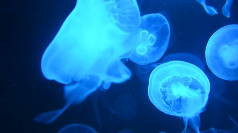 The Moon jellyfish floating and changing color in aquarium.