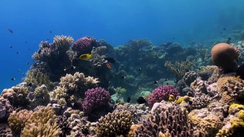 Underwater landscape of coral reef. Amazing, beautiful underwater marine life world of sea creatures in Red Sea. Scuba diving and tourism.