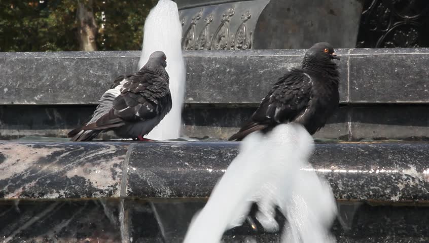 Pigeons drink water and preen their feathers in the fountain