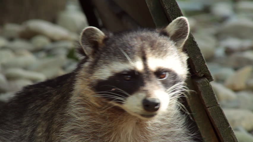 Macro Shot of Raccoon is Stock Footage 