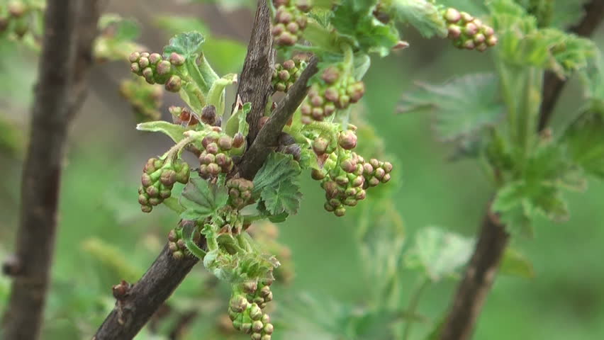 Больные почки смородины фото