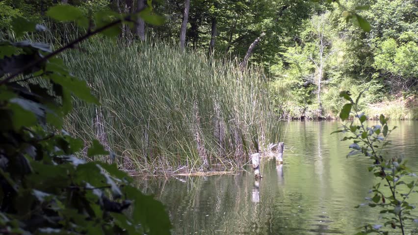 Landscape forest . Lake of the Woods . Thickets .
