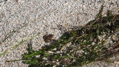 Frog is sitting on the sand. Small waves wet frog